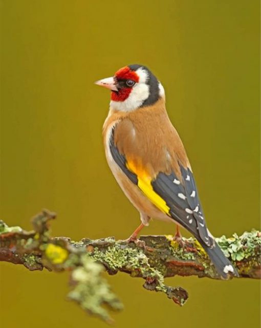 goldfinch-paint-by-numbers