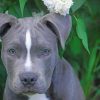 gray-pitbull-portrait-paint-by-numbers