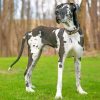 great-dane-dog-pet-paint-by-numbers