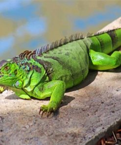 green-iguana-paint-by-number