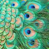 green-peacock-feather-paint-by-number