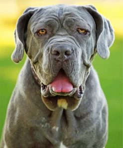grey-mastiff-paint-by-number