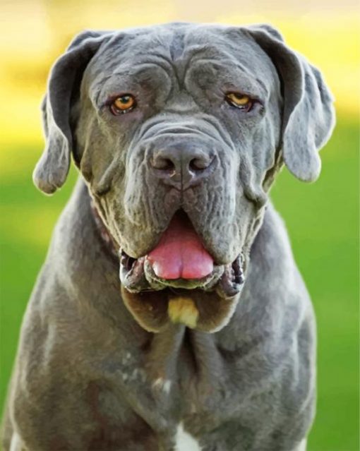 grey-mastiff-paint-by-number