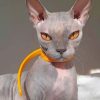 grey-sphynx-cat-paint-by-numbers