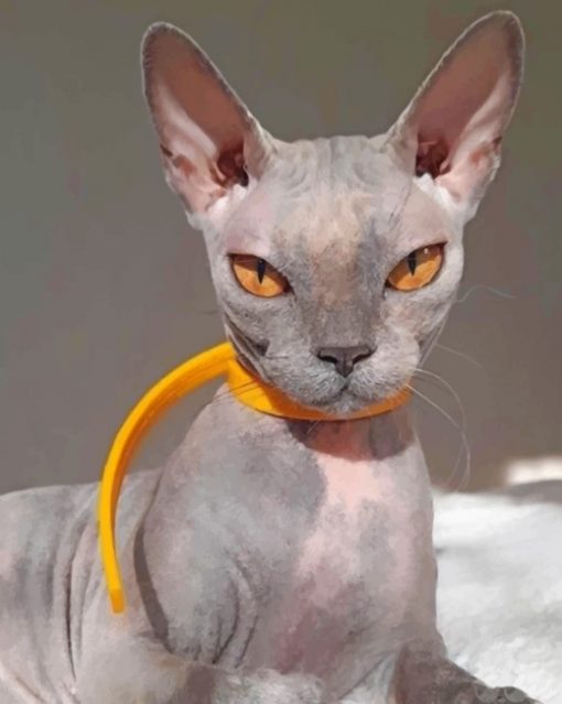 grey-sphynx-cat-paint-by-numbers
