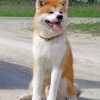happy-akita-paint-by-numbers