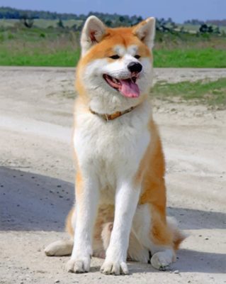 happy-akita-paint-by-numbers