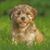 havanese-dog-paint-by-number