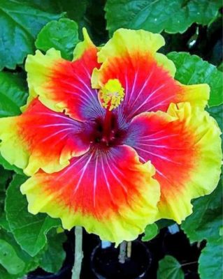 hibiscus-flower-paint-by-numbers