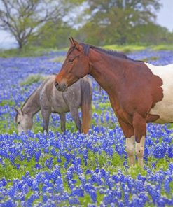 horses-and-bluebonnet-paint-by-numbers