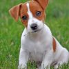 jack-russells-paint-by-numbers