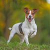 jack-russells-pet-paint-by-number