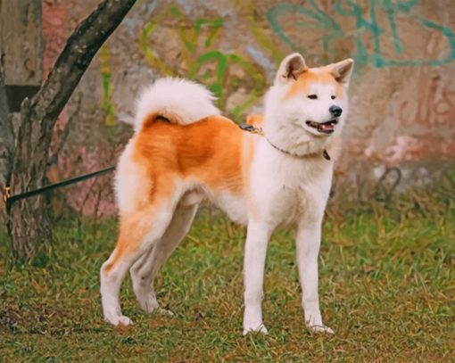 japanese-akita-paint-by-numbers