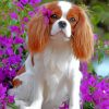king-charles-spaniel-puppy-animal-paint-by-numbers
