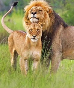 lion-and-lioness-couple-paint-by-number