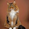 maine-coon-paint-by-numbers