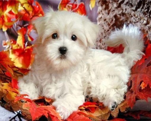 maltese-puppy-paint-by-number