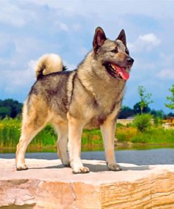 norwegian-elkhound-dog-paint-by-numbers
