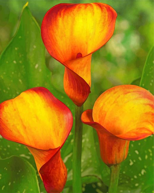 orange-calla-lily-paint-by-numbers