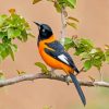 orchard-oriole-paint-by-numbers