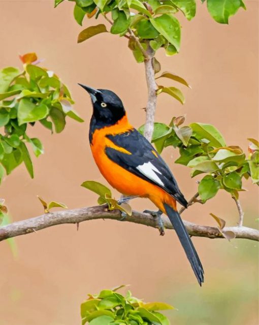orchard-oriole-paint-by-numbers