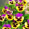 pansy-flowers-paint-by-numbers