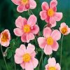 pink-anemone-paint-by-numbers