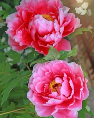 pink-peonies-paint-by-number