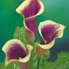 purple-calla-lily-paint-by-numbers