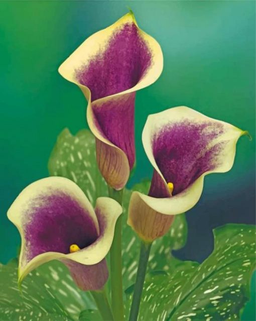 purple-calla-lily-paint-by-numbers