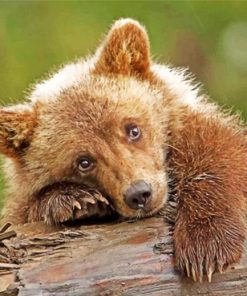sad-brown-baby-bear-paint-by-number