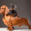 sausage-dogs-paint-by-number
