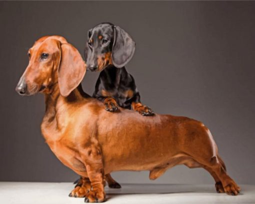 sausage-dogs-paint-by-number