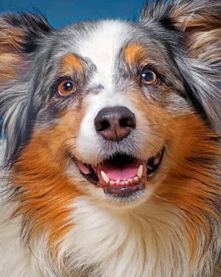 sheltie-pet-paint-by-number