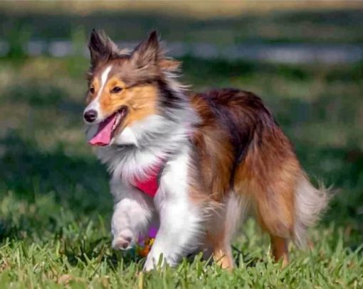 shelties-dog-paint-by-numbers