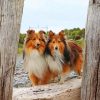 shelties-dogs-paint-by-number
