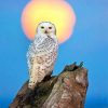 snowy-owl-moon-paint-by-number