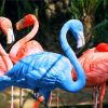 south-american-blue-flamingo-paint-by-number