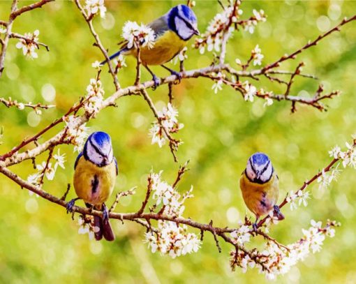 spring-blue-tit-birds-paint-by-numbers