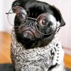 stylish-black-pug-paint-by-number