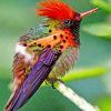 tufted-coquette-hummingbird-paint-by-number