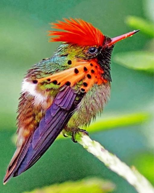 tufted-coquette-hummingbird-paint-by-number