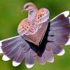 turle-dove-heart-paint-by-number