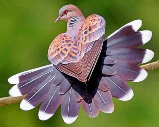 turle-dove-heart-paint-by-number