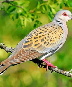 turtle-dove-bird-paint-by-number