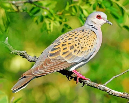 turtle-dove-bird-paint-by-number