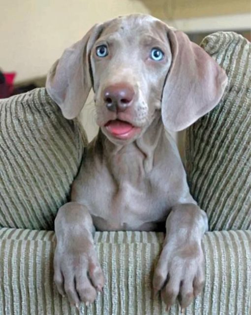 weimaraner-dog-paint-by-numbers