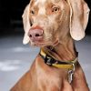 weimaraner-dog-pet-paint-by-numbers