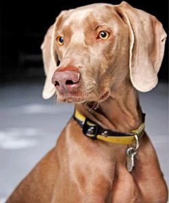 weimaraner-dog-pet-paint-by-numbers