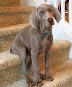 weimaraner-paint-by-number